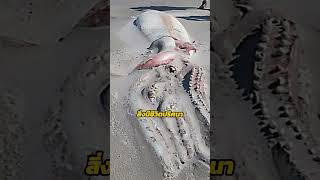 คราเคนอาจถูกพิสูจน์แล้วว่ามีอยู่จริง? | Kraken #shorts