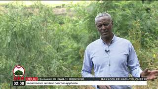 Qonnaan Bultoonni Aanaa Roobee Hojii Kunuunsa Qabeenya Uumamaa Hojjatan Irraa Fayyadamuu Himan.