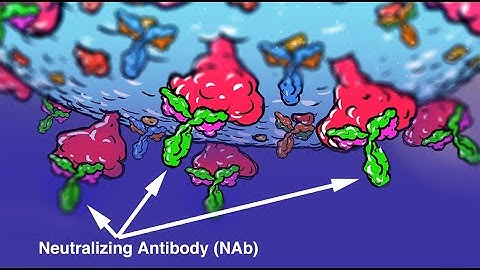 Webinar - Detecting neutralization antibodies to COVID 19