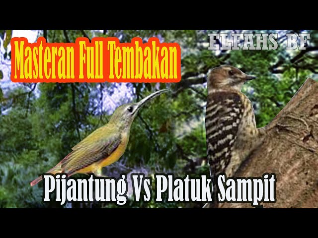 Masteran Pijantung Vs Platuk Sampit  Full Tembakan class=