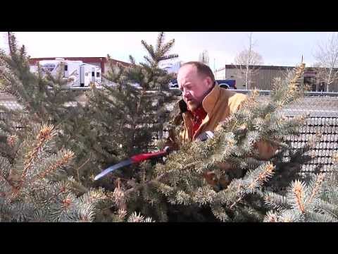 Evergreen Pruning | From the Ground Up