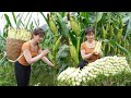 Harvesting sticky corn and boiled corn goes to market sell farm life  my bushcraft  nht