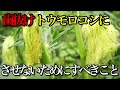 【とうもろこし】実を歯抜けにさせず、大きいものを収穫するためにやるべきこと【受粉】