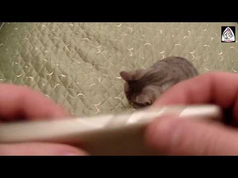 Мягкий силиконовый чехол для Asus Zenfone 4 Max ZC554KL