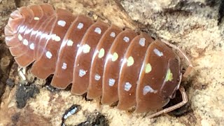 Armadillidium klugii ‘Montenegro’ Orange Isopods Update by Aquarimax Pets 1,453 views 5 months ago 8 minutes, 34 seconds