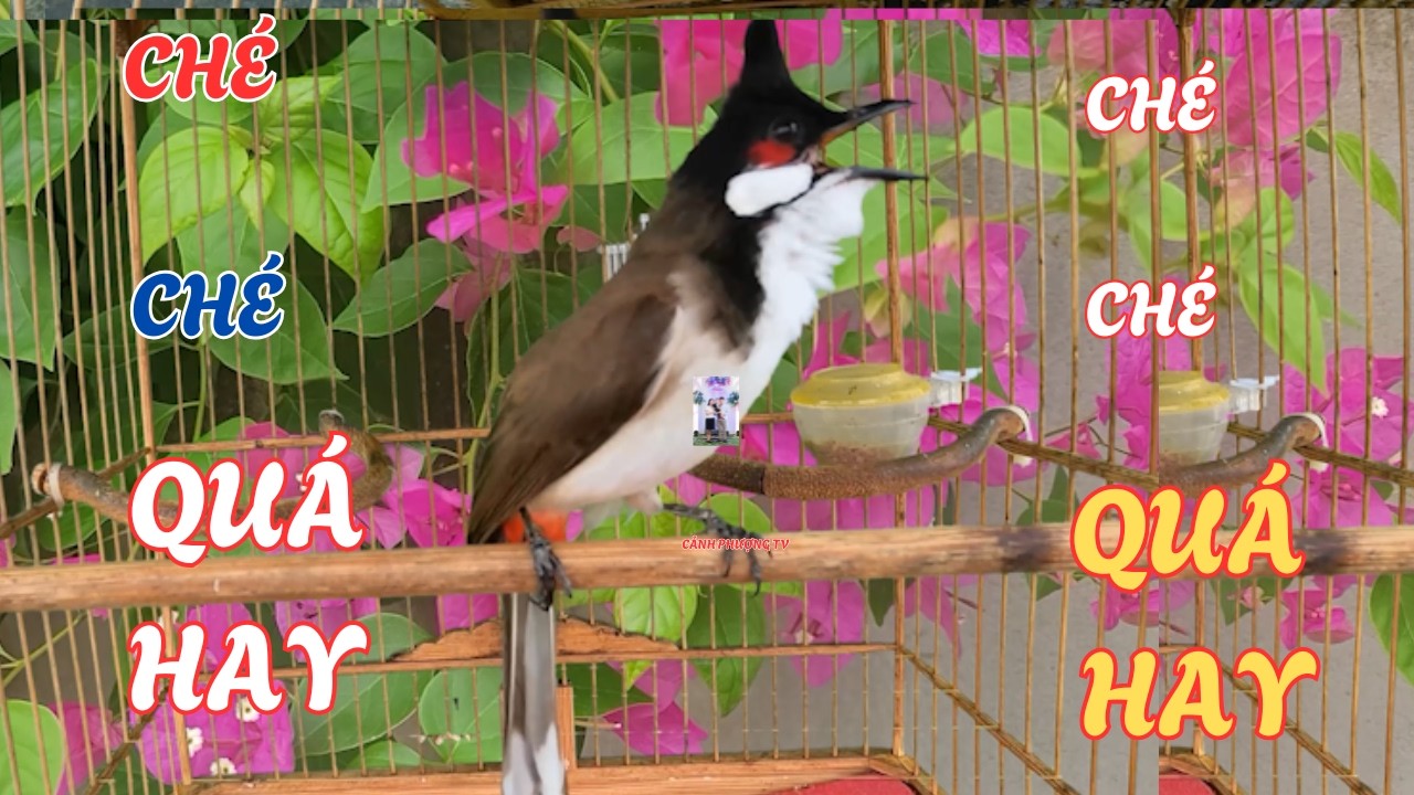 Luyện chào mào hót căng lửa, QUÁ HAY - CHÉ KÍCH BỔI CĂNG ĐÉT, Cách luyện chào mào hót sáng, chao mao