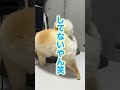 おやつが欲しいあまりにフェイントおしっこを覚えたポメラニアン🤣🤣🤣