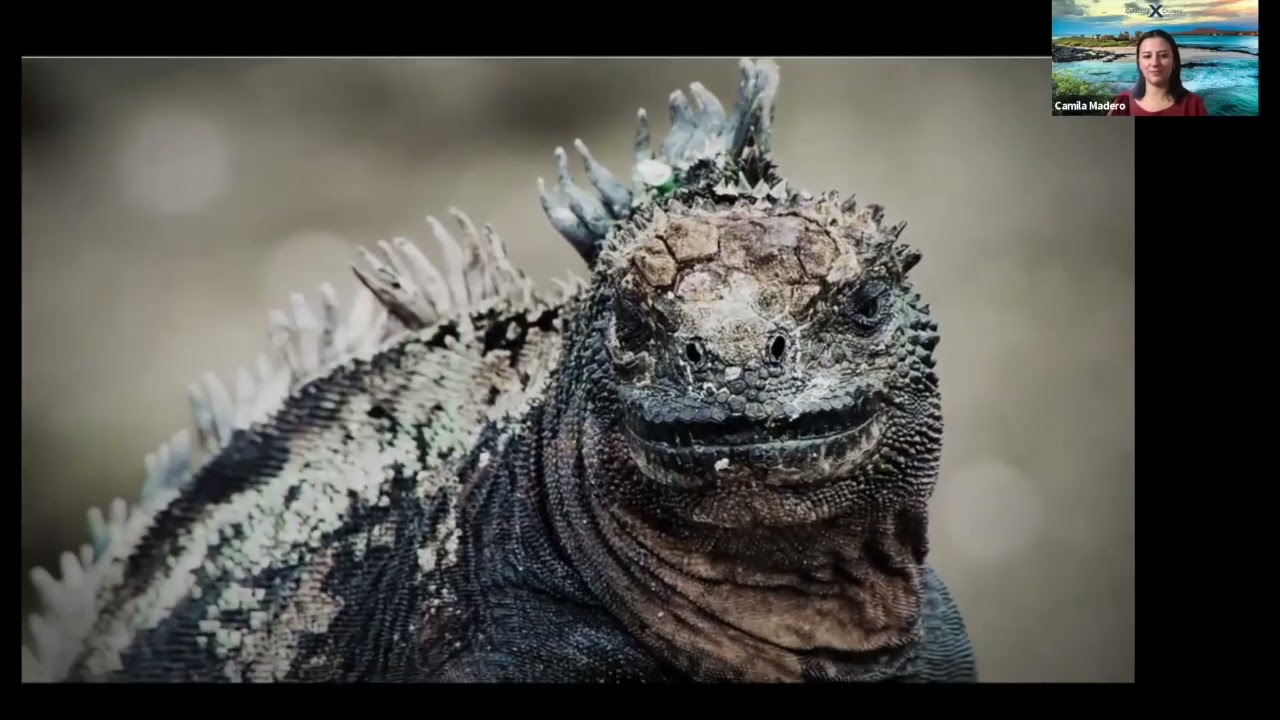 Why Cruise the Galapagos on the Celebrity Flora?