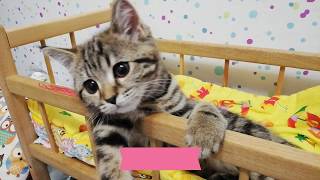 Клеопатра CAT моя любимая кошка ) Кошка спит в кроватке lustige Katzen komik kediler Клеопатра CAT моя любимая кошка ) Кошка спит в кроватке lustige Katzen komik kediler