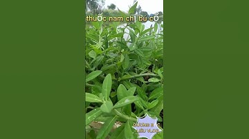 THUỐC NAM CHỊ BÚ CỔ#shortsvideo
