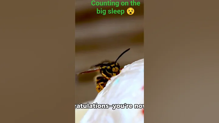 question of the day: could you survive a killer bee attack #beewhisperer #mindyourownbeewax