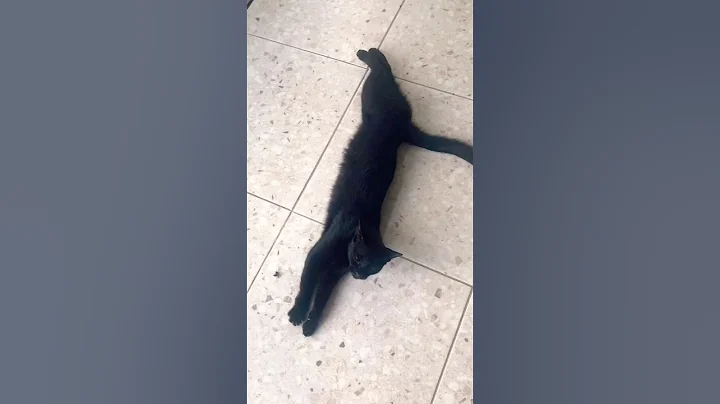 Video 10247791: cats kittens meow kucing, cat meow kitten pets, kitten meow pets animal, kittens cat meow dancing, kitten pets funny kucing, pets meow cute kitten, cats meow baby cute
