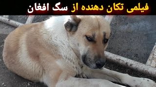 فیلمی از قدرتمند ترین سگ افغان
