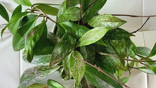 Celebrity 5 Quick Hoya Tips / Easy Plant care 101 Net Worth