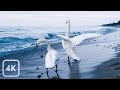 Walk Along the Beach — Sounds of the Ocean For Deep Sleep, The Most Relaxing Waves In 4K