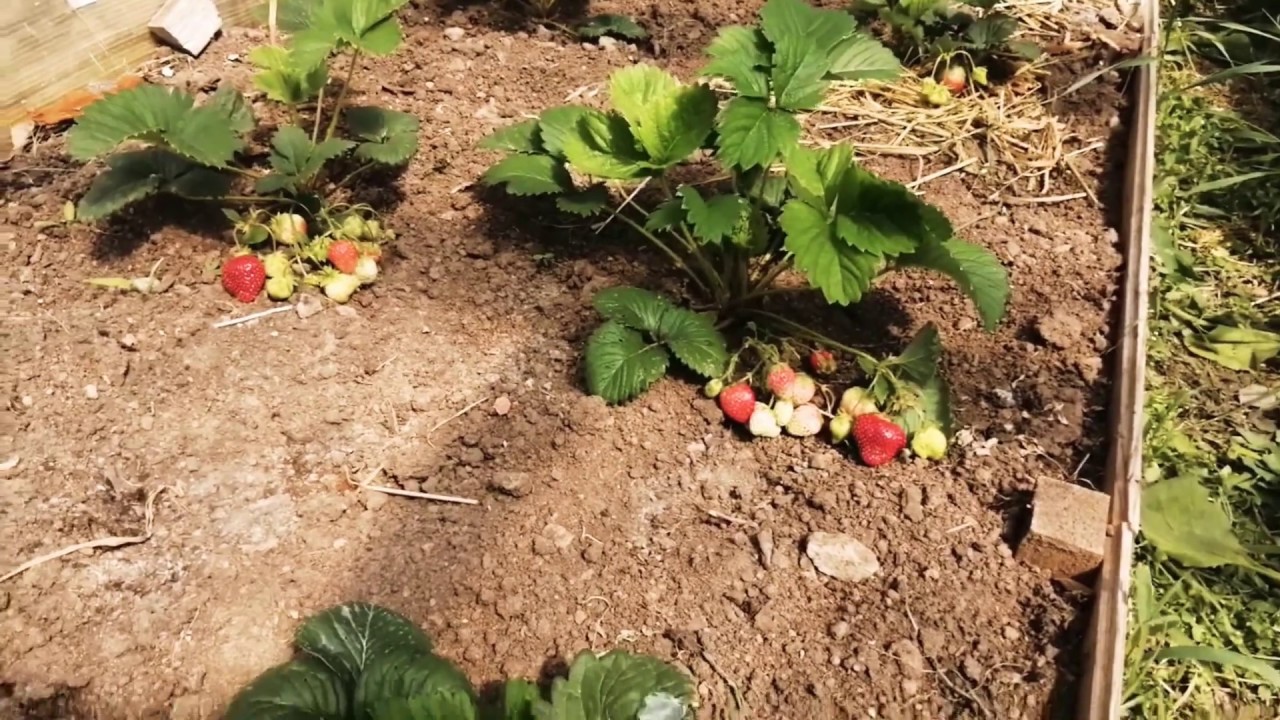 ОБЗОР САДОВОЙ ЗЕМЛЯНИКИ ЛОРД