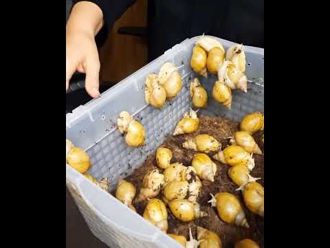 پرورش خانگی حلزون پر درآمد