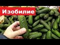 Изобилие Продуктов в Магазинах Владивостока !