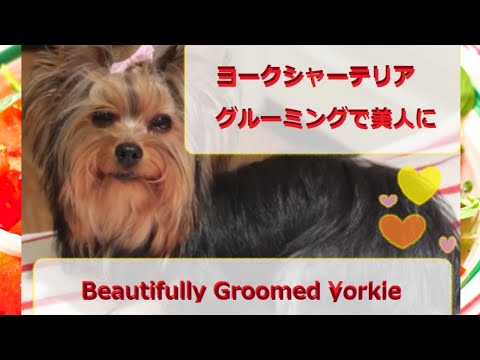 ヨークシャーテリア、グルーミングで美人に/ Beautifully Groomed  7 months Yorkshire Terrier