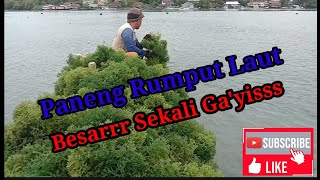 Paneng Rumput laut yg paling unggul dan besar