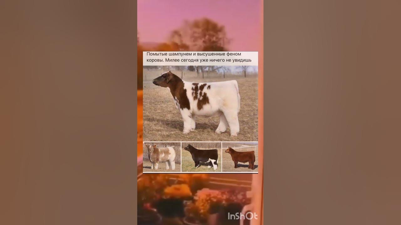 Пушистые коровы🐮 - YouTube