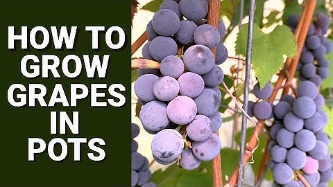 How to Grow Grapes in Pots and Containers