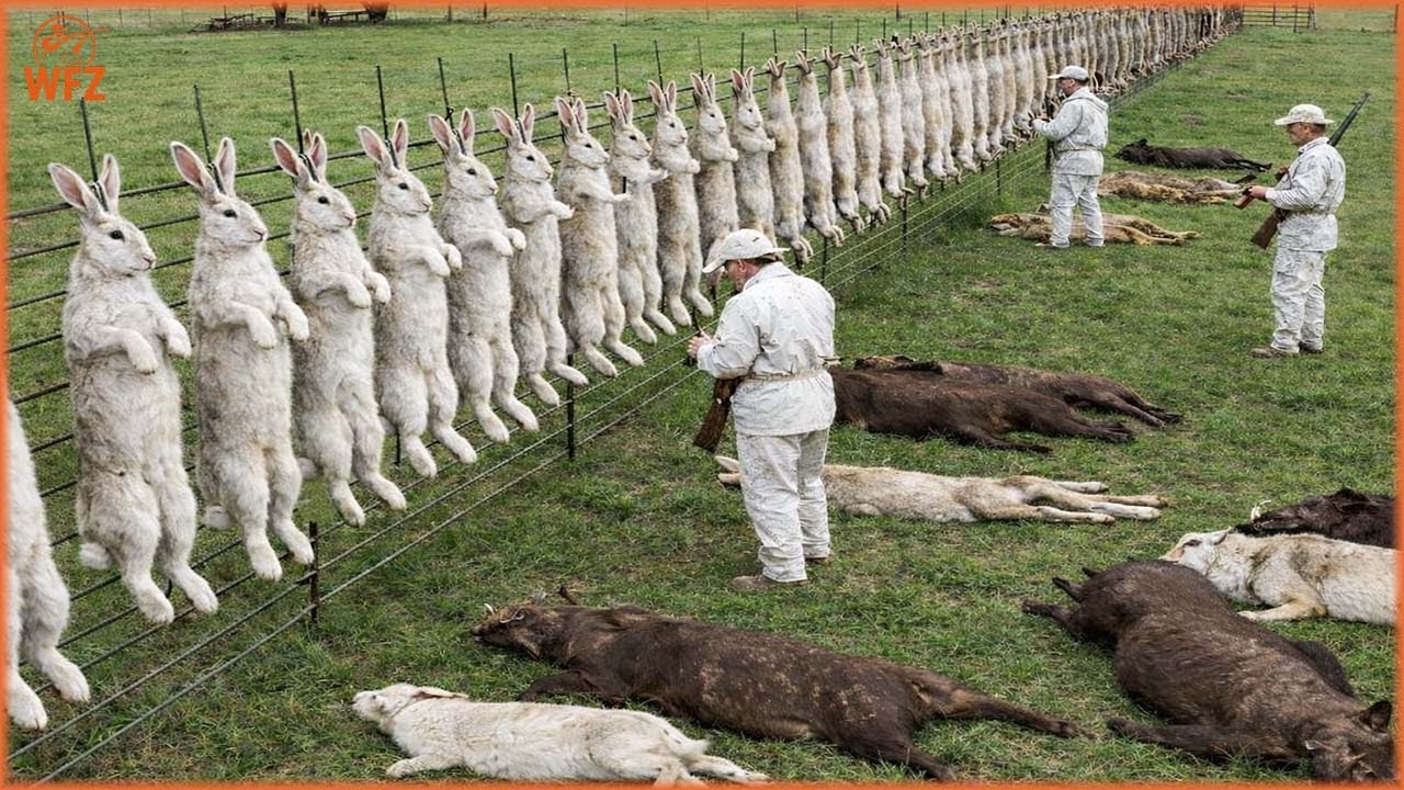 Hunting Rabbits In Australia Rabbit Hunting: How do Australia Hunters and Farmers Deal With Millions ...