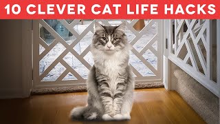 Cat Owners, Watch This: 10 Genius Cat Life Hacks You Need to Know