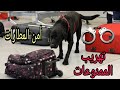 شاهد كيف يتم القبض على مهربي الممنوعات من داخل المطارات  مطار جون ايف كينيدي