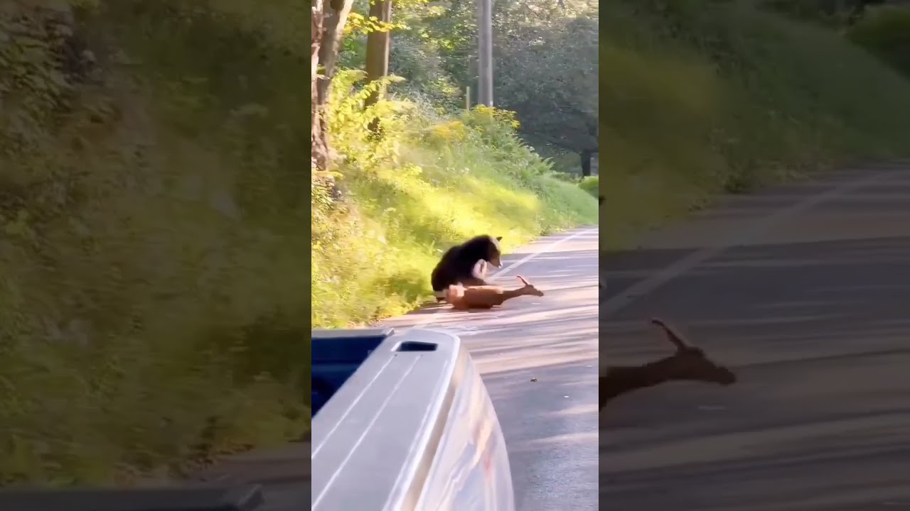 Black Bear Killing A Deer