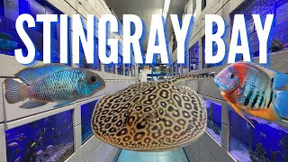Beautiful Freshwater Stingrays! (Stingray Bay - Detroit, MI)
