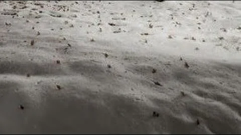 Blizzard 2022 Stand with the Bee Stream