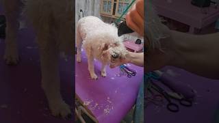 How to make your dogs shavedown last longer.  Schnoodle