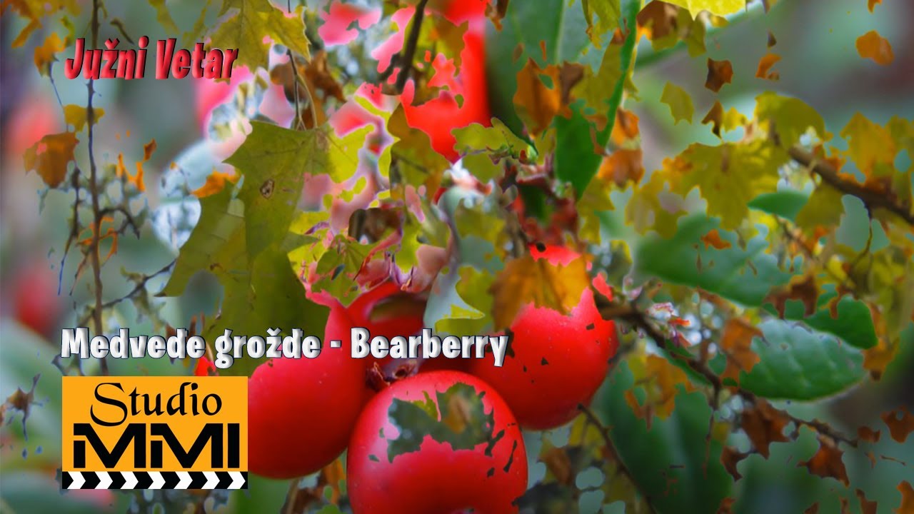 Bearberry - Medvedje grozdje (Balkan Ambient Music)