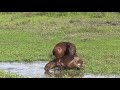 Bande-annonce - Les capybaras d&#39;Amérique du sud, maîtres des herbes
