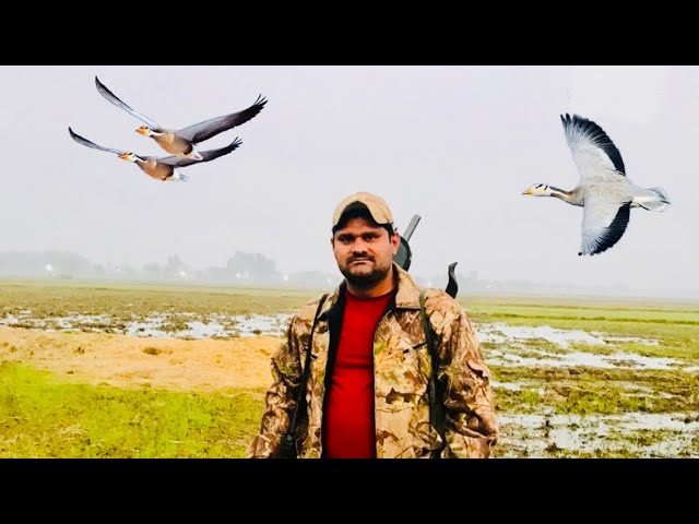 Hunting | Geese hunting | Bar headed goose hunting in pakistan class=
