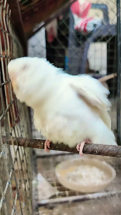 white budgies✨💫😍🐦 #birds #budgies #parrot