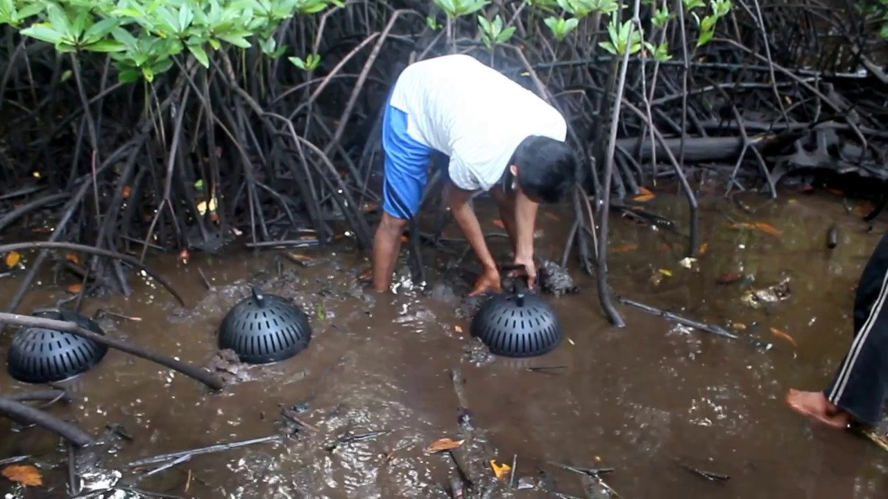 belajar cara besarkan kepiting bakau 