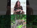 Cámaras trampa permiten identificar 11 jaguares en Tortuguero y Playa Tres | #GuardianesDelJaguar