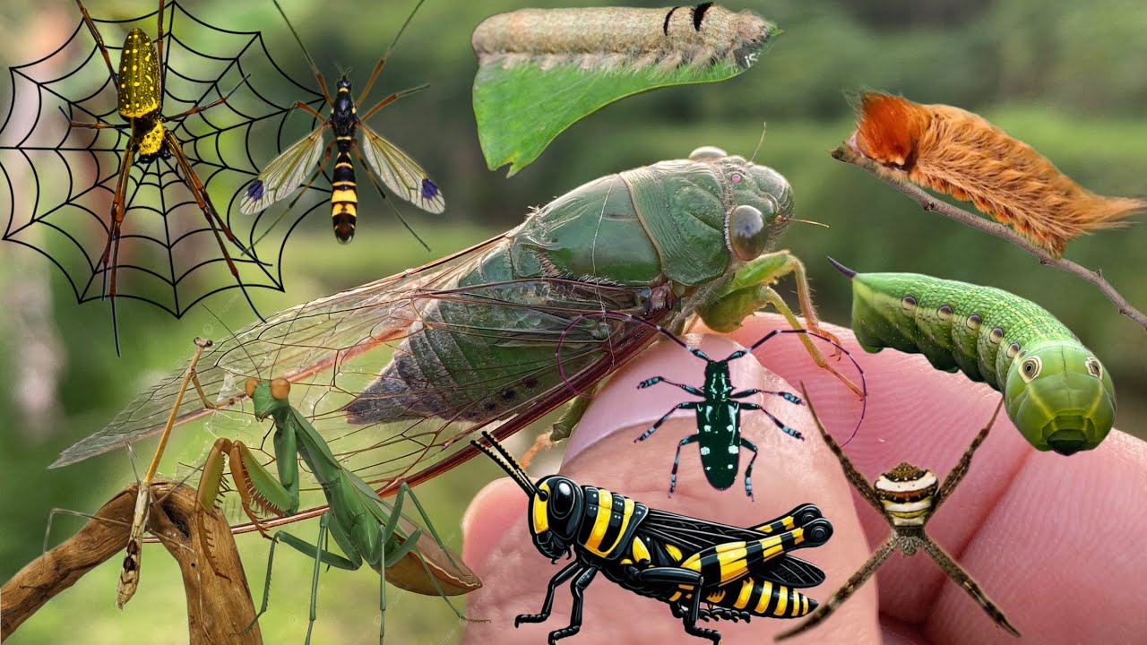 Catcing Insects catching beautiful insects around us with the children - YouTube