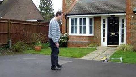 DANGEROUS Helicommand 3A T-Rex 450 S, nose in, touch