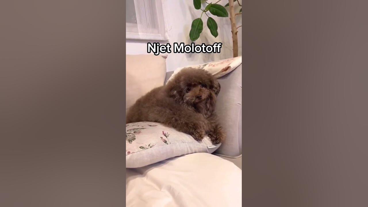 #финляндия #ипучи #мем #приколы - YouTube