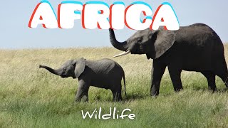4K African Wildlife - Great Migration, Serengeti National Park to the Maasai Mara, Kenya