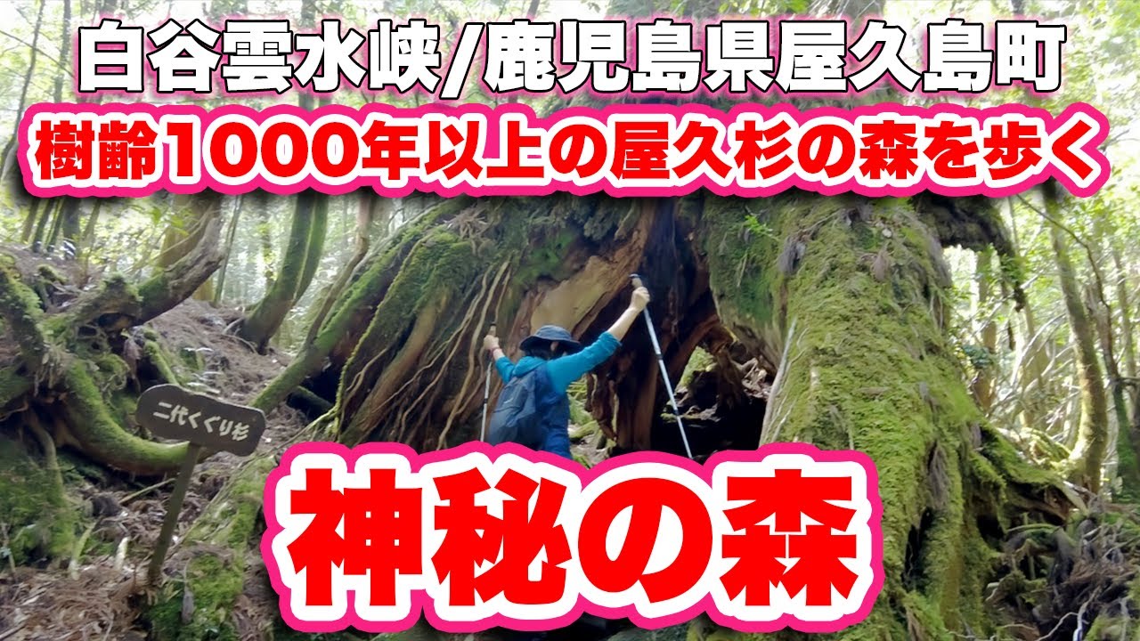 白谷雲水峡/鹿児島県屋久島町【ハイキング】樹齢1000年以上の屋久杉を 