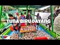 Trip Pulau Aur 4H 3M - Geng Ngail Melaka Vol 3 - Tuna Biru Dayang