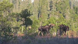 Moose in the Winter Sun ~ Glacier Bay National Park Alaska