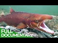 Europe&#39;s Great Wilderness | Episode 3: Europe&#39;s Living Waters | Free Documentary Nature