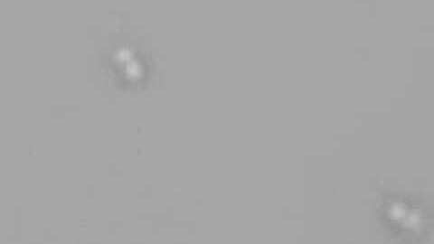 ATP driven rotation of the central stalk