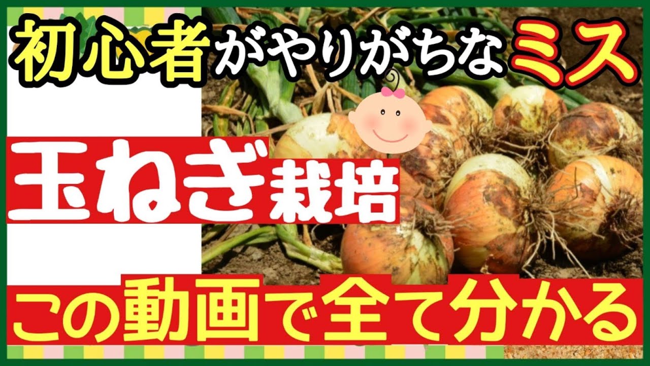 この1本で玉ねぎ栽培の全てが分かる！失敗せずに大きな玉ねぎを収穫する最強の育て方♪初心者でも簡単に始められる土作り～植付けまでの全てを徹底解説【プランター家庭菜園・秋編】