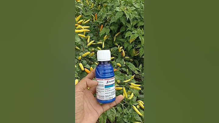 Pakai ini.. cabe rawit viral sembuh dari hama antraknosa/patek || budidaya cabe viral joss #shorts